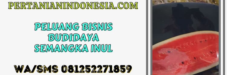 peluang,bisnis,agrobisnis,agribisnis,semangka inul